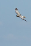 IMG_4233.jpg