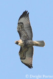 Red-tailed Hawk