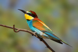 Bee-eater