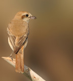 Isabelline Shrike