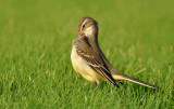 Yellow Wagtail