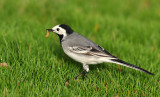 White Wagtail