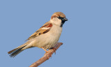 Male Sparrow