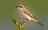 Isabelline Shrike