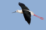 Black-winged Stilt