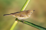 Chiffchaff