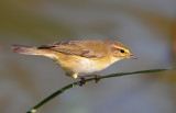 Chiffchaff