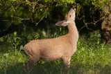 Mule Deer Doe