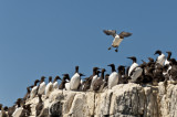 Guillemots