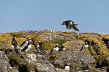 Puffin in flight