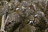 Puffin kiss!