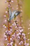 Female Holly Blue