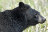 black bear-1.jpg