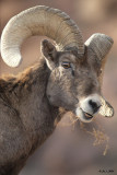 desert bighorn sheep.jpg