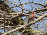 singing finch