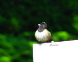 Dark eyed Junco trilling mating song
