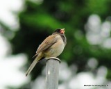 Dark Eyed Junco singing