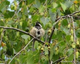 Black-capped Chickadee