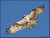 osprey in flight.jpg