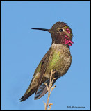 annas hummingbird.jpg