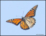 butterfly in flight.jpg