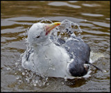 herring gull bathing.jpg