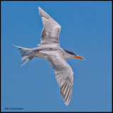 royal tern breeding plumage.jpg