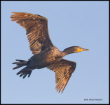 cormorant in flight.jpg