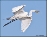 great egret flying.jpg