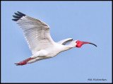 white ibis breeding colors in flight.jpg