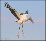 wood stork 2.jpg