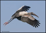 wood stork flying.jpg