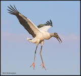 wood stork landing 2.jpg