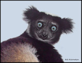 Indri Lemur portrait.jpg