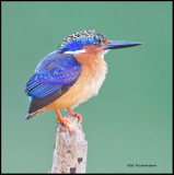 Malachite Kingfisher.jpg