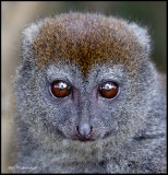 bamboo lemur portrait.jpg