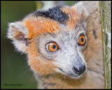 crowned lemur (male).jpg