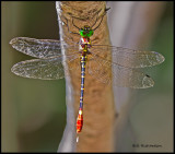 dragonfly multicolored.jpg