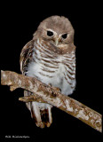 white browed owl.jpg