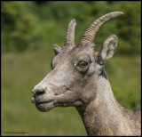  big horn ewe copy.jpg