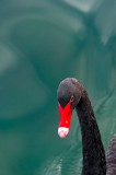 D701_0018_1111-BlackSwan.jpg