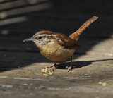 Carolina Wren