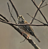 Lincolns Sparrow 