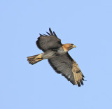 Red-tailed Hawk