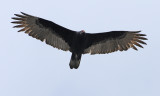 Turkey Vulture
