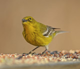 Pine Warbler