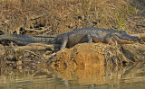 Eufaula NWR, Alabama