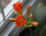 Clivia (Bush Lily)