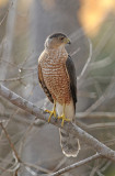 Coopers Hawk