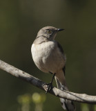 Northern Mockingbird